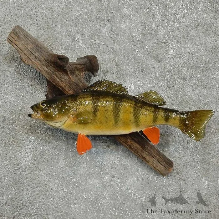 10.5″ Perch Freshwater Fish Taxidermy Mount For Sale