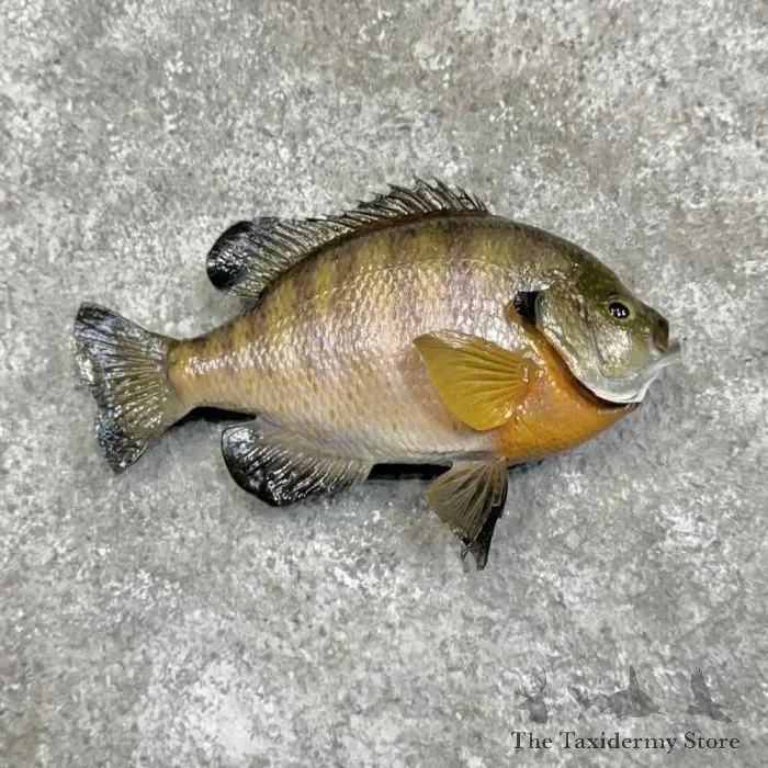 10″ Bluegill Taxidermy Fish Mount For Sale
