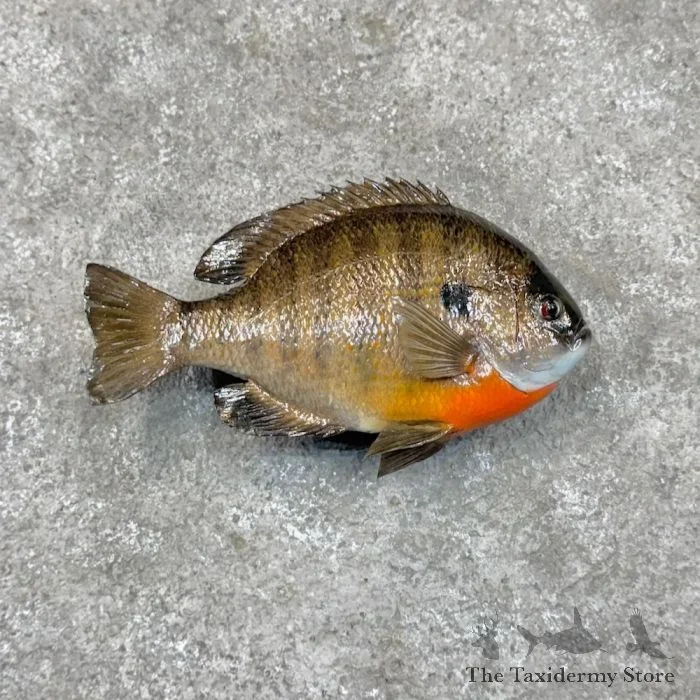 10″ Bluegill Taxidermy Fish Mount For Sale