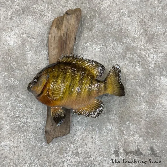 10″ Bluegill Taxidermy Fish Mount For Sale