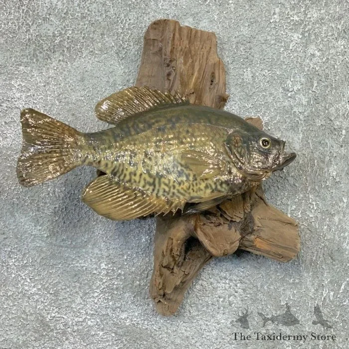 11.5″ Black Crappie Fish Mount For Sale