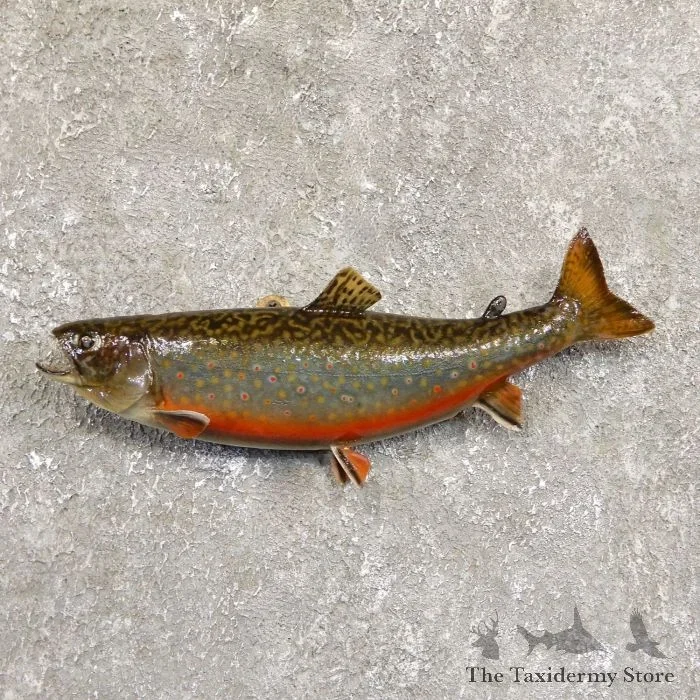 11.5″ Brook Trout Taxidermy Fish Mount For Sale