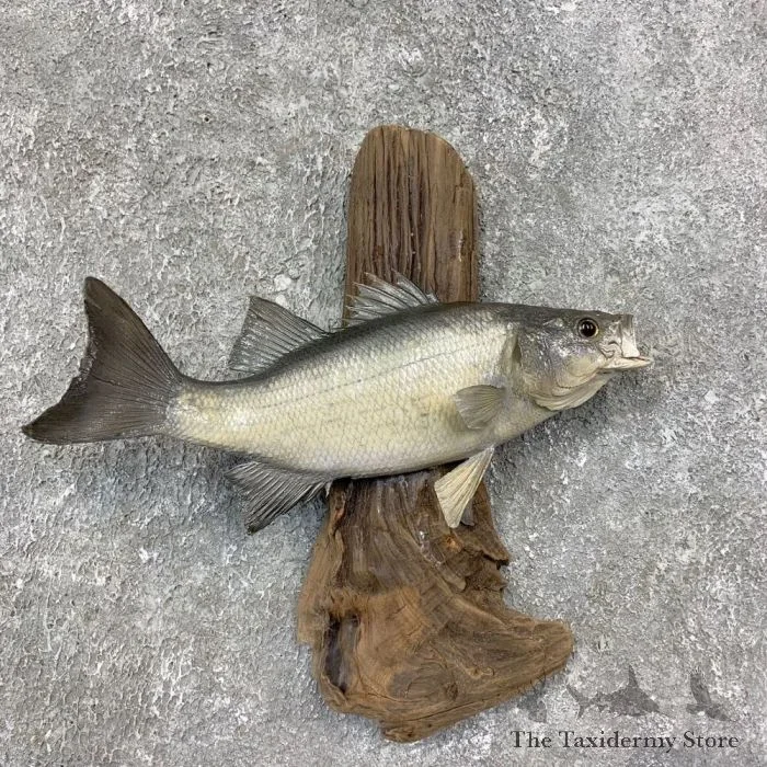 11.5″ White Bass Taxidermy Fish Mount For Sale