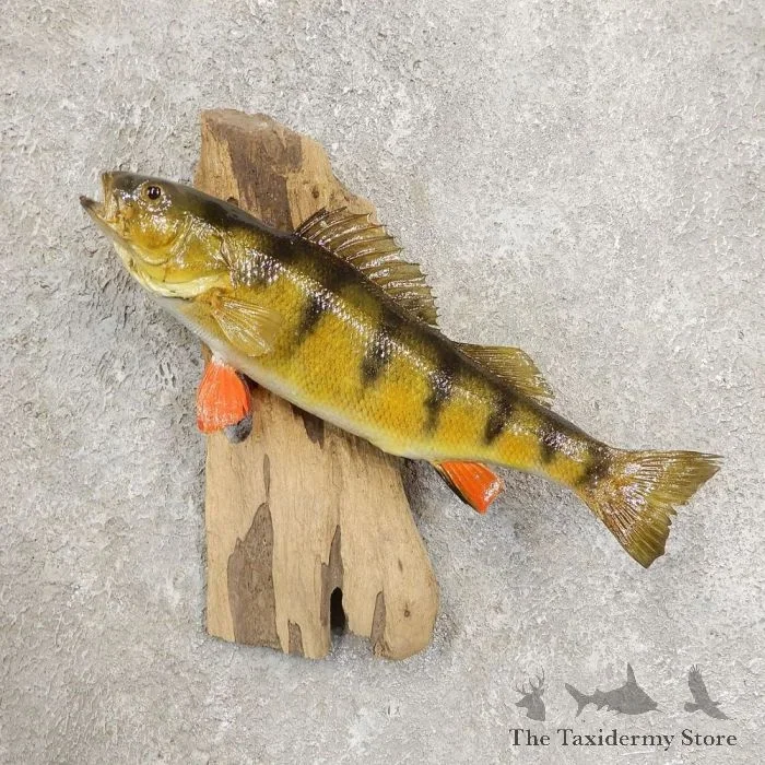 11″ Perch Freshwater Fish Taxidermy Mount For Sale