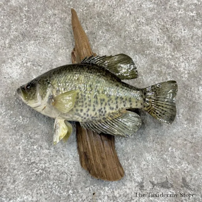 12.5″ White Crappie Taxidermy Fish Mount For Sale