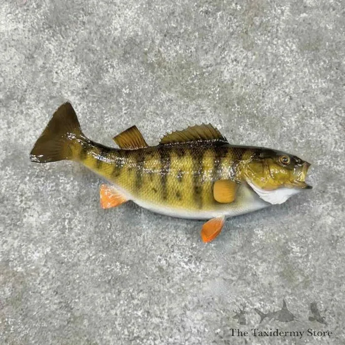 13″ Yellow Perch Fish Taxidermy Mount For Sale