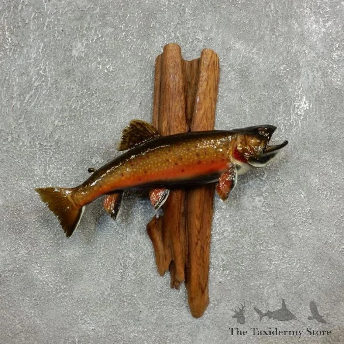 14.375″ Brook Trout Taxidermy Fish Mount For Sale