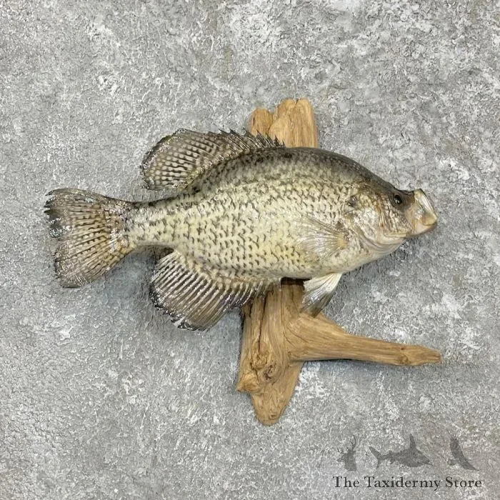 14″ White Crappie Taxidermy Fish Mount For Sale