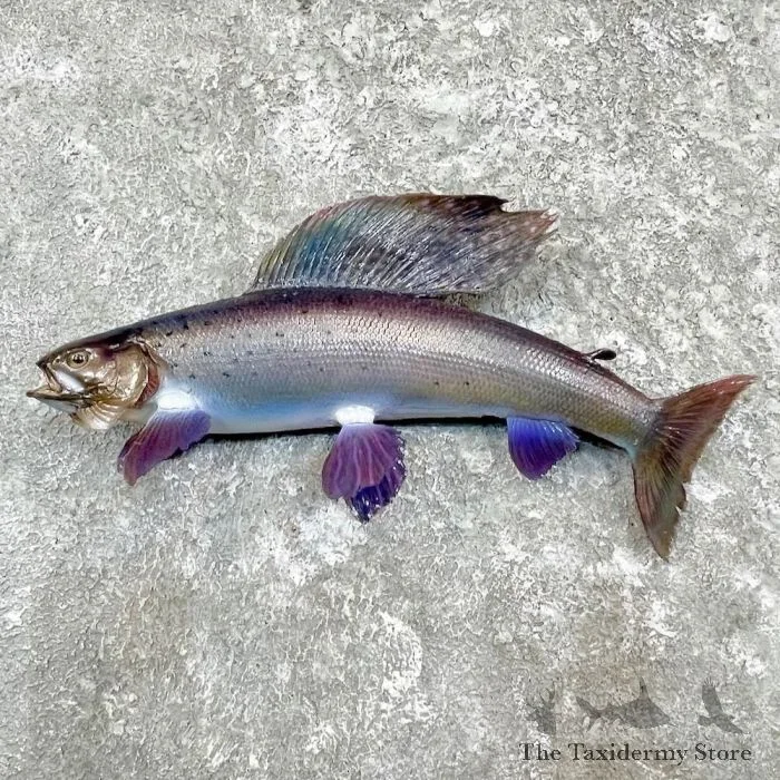15.5″ Arctic Grayling Taxidermy Fish Mount For Sale