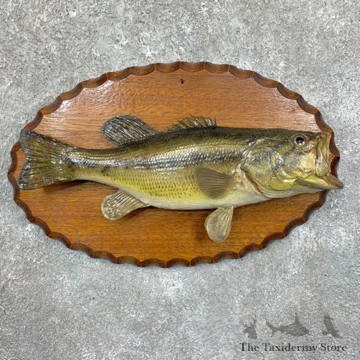 15.5″ Largemouth Bass Taxidermy Fish Mount For Sale