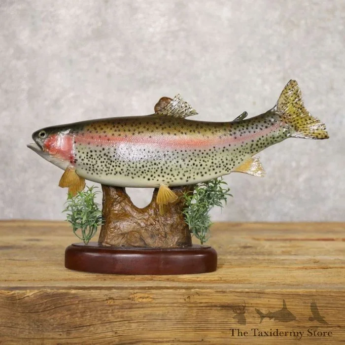 15.5 Rainbow Trout Taxidermy Fish Mount For Sale