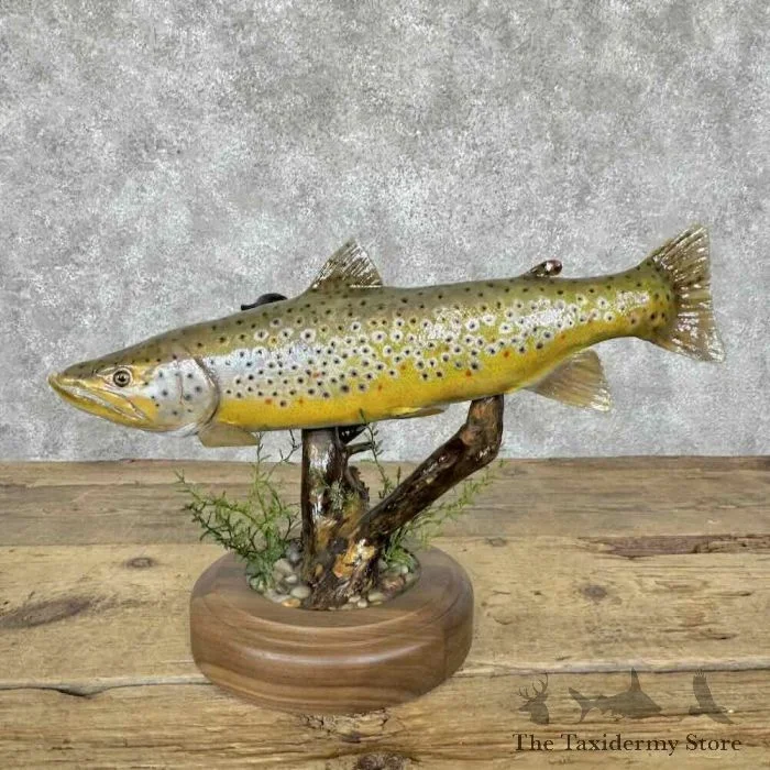 19″ Brown Trout Taxidermy Fish Mount For Sale