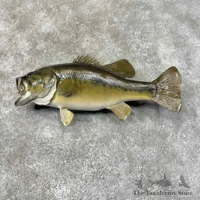 19″ Largemouth Bass Taxidermy Fish Mount For Sale