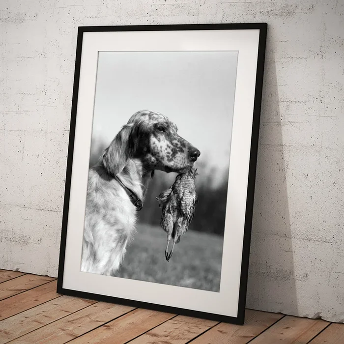 1920s English Setter Holding Retrieved Art Print