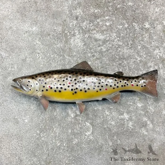20″ Brown Trout Taxidermy Fish Mount For Sale