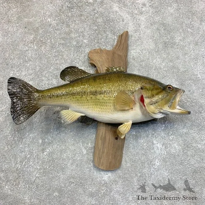21″ Largemouth Bass Taxidermy Fish Mount For Sale