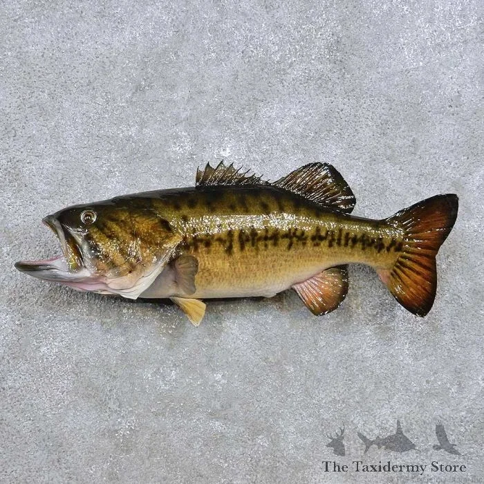 21″ Largemouth Bass Taxidermy Fish Mount For Sale