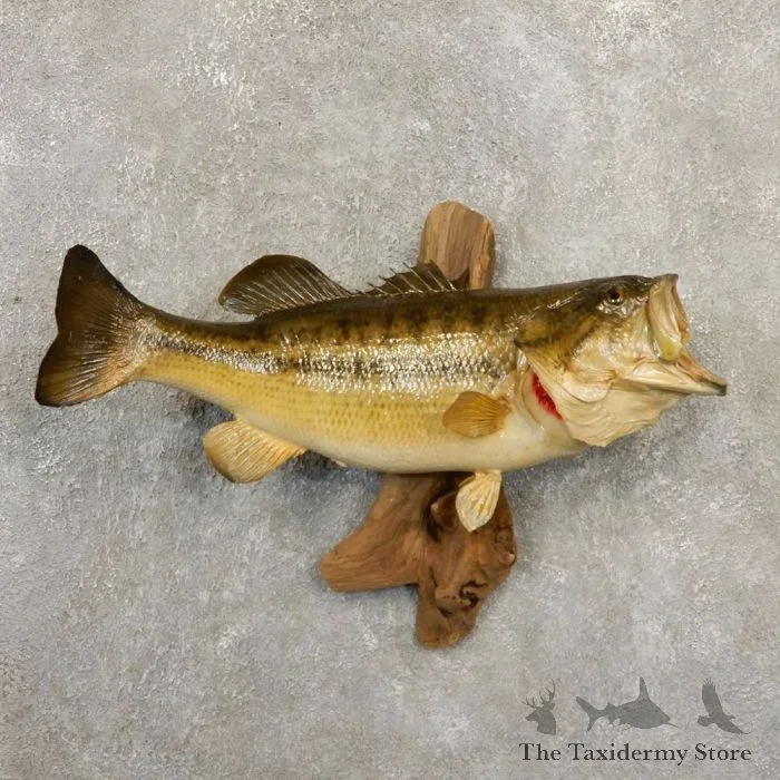 21″ Largemouth Bass Taxidermy Fish Mount For Sale