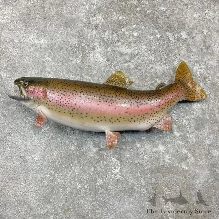 22″ Rainbow Trout Taxidermy Mount For Sale
