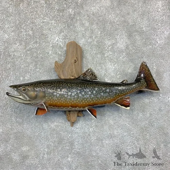 23.25″ Reproduction Brook Trout Taxidermy Fish Mount For Sale