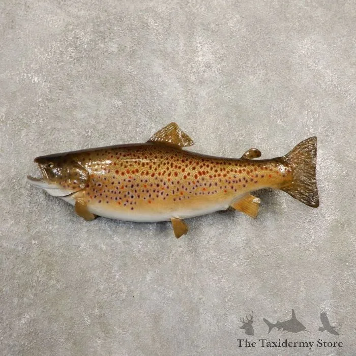 23″ Brown Trout Taxidermy Fish Mount For Sale