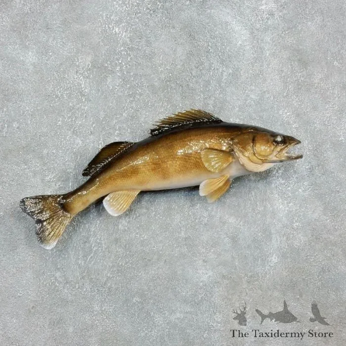 24″ Walleye Taxidermy Fish Mount For Sale
