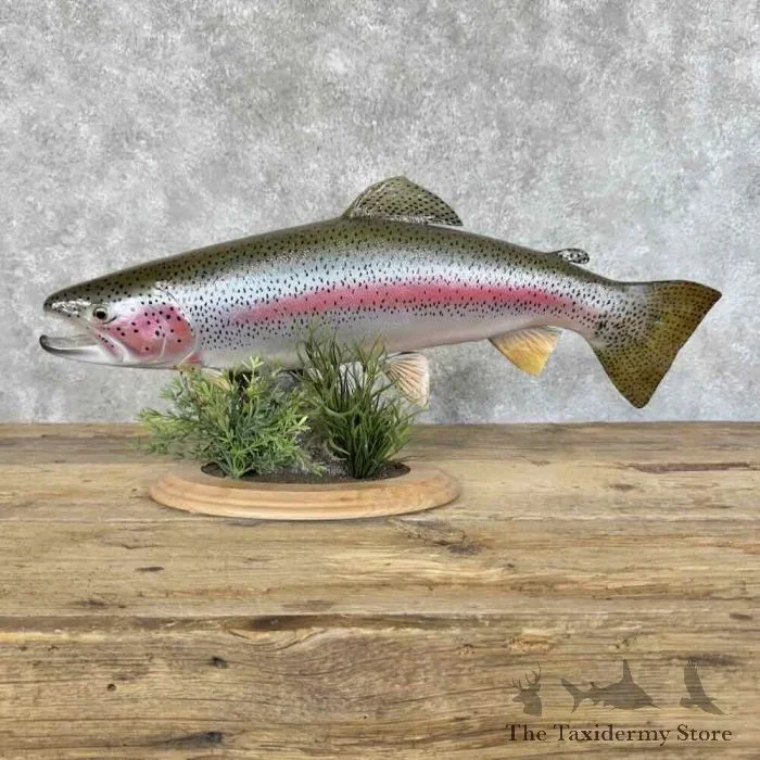 25″ Rainbow Trout Taxidermy Fish Mount For Sale