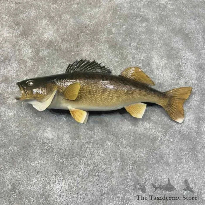 25″ Walleye Taxidermy Fish Mount For Sale