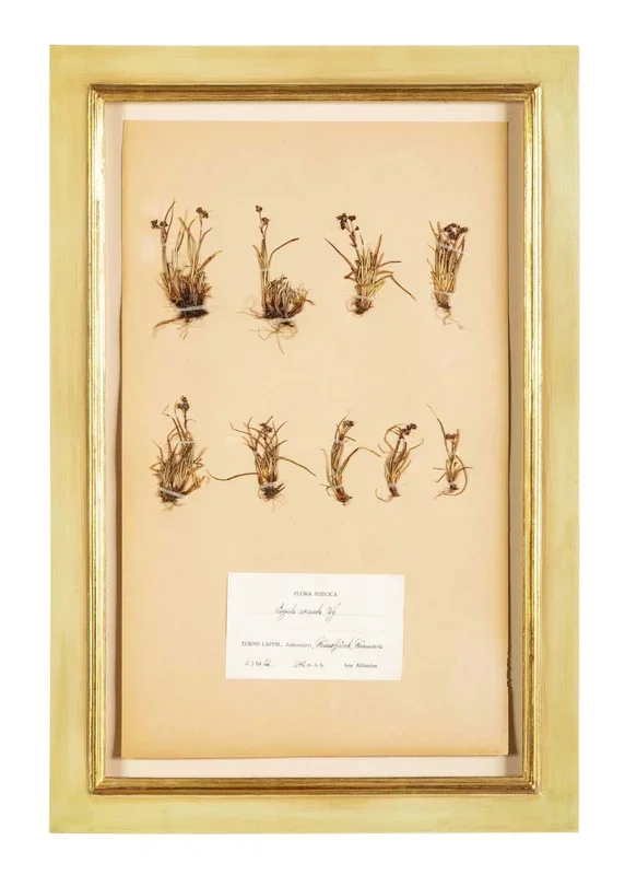“A Collection of Dried British Grass Specimens” by W. Curtis & W. Salisbury
