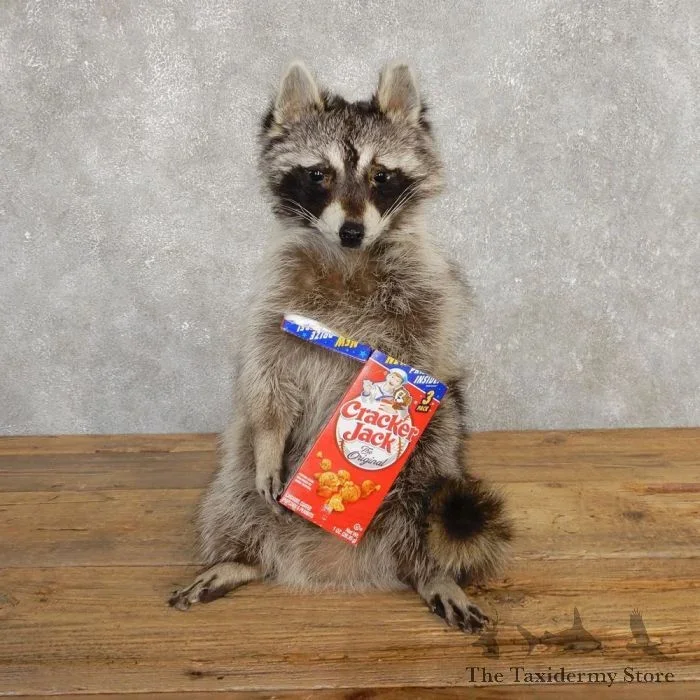 “Cracker Jack” Raccoon Taxidermy Mount For Sale