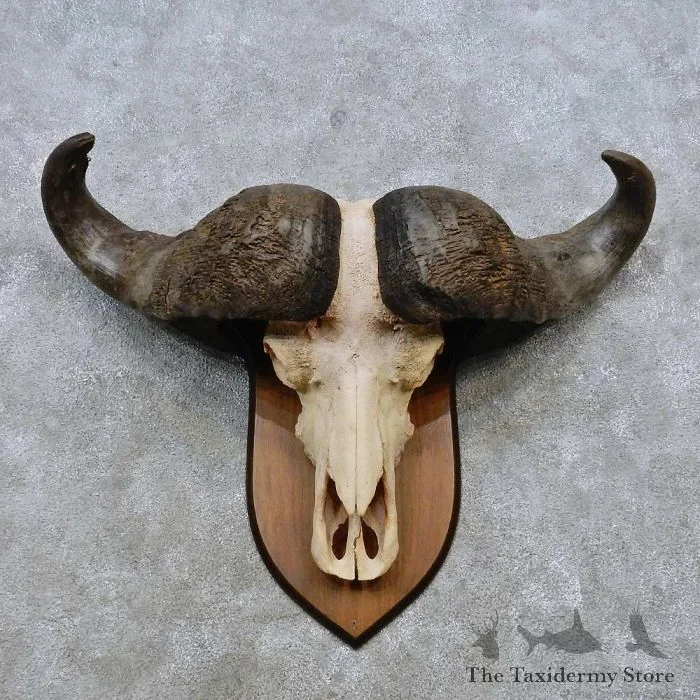 African Cape Buffalo Skull European Mount For Sale