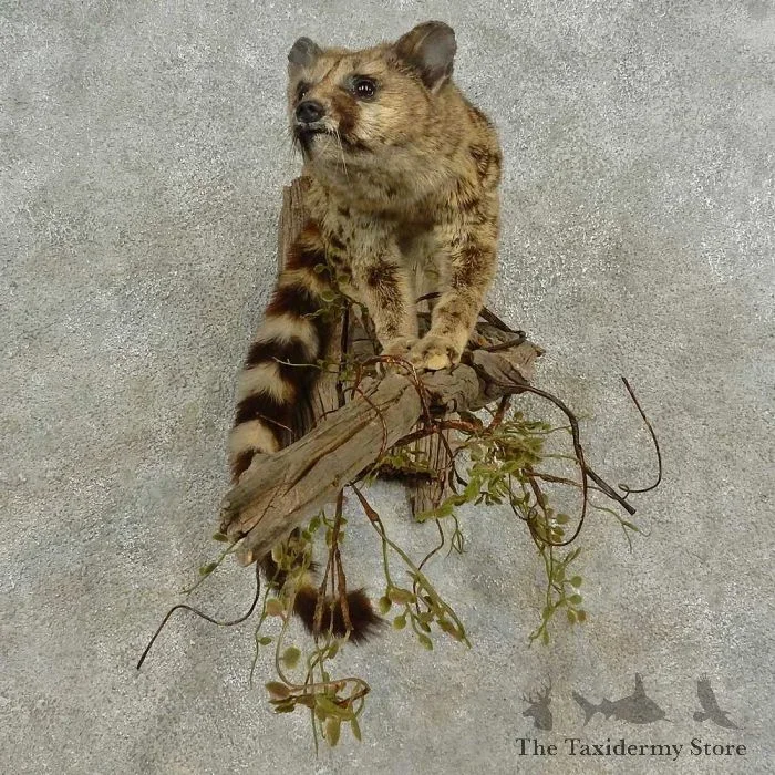 African Genet Cat Taxidermy Mount For Sale
