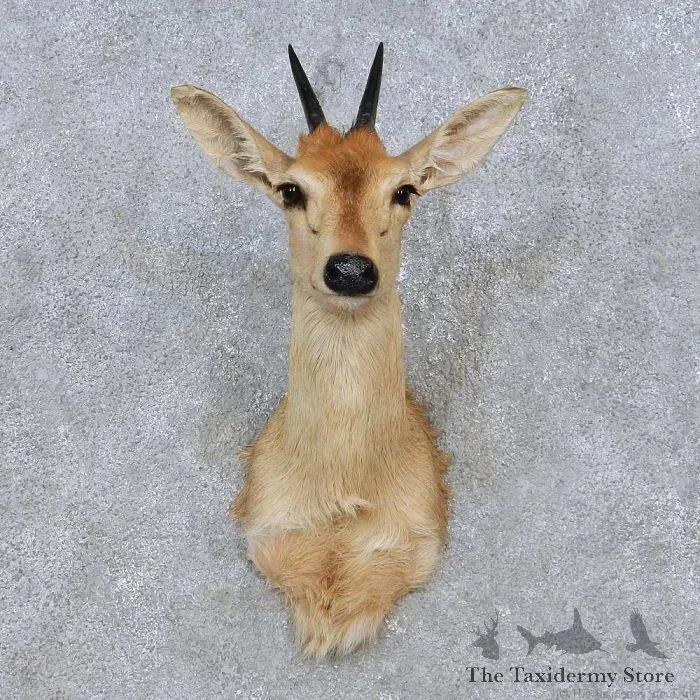 African Grey Duiker Taxidermy Shoulder Mount For Sale