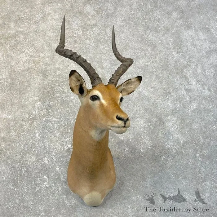 African Impala Shoulder Taxidermy Mount For Sale