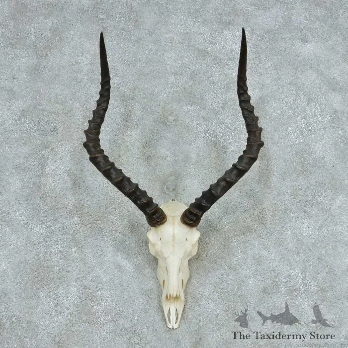 African Impala Skull & Horn European Mount