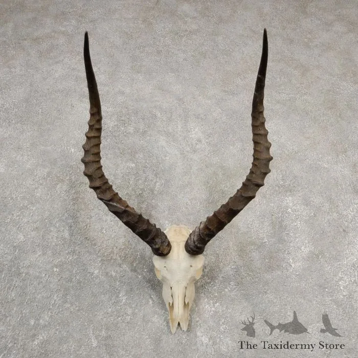 African Impala Skull & Horn European Mount