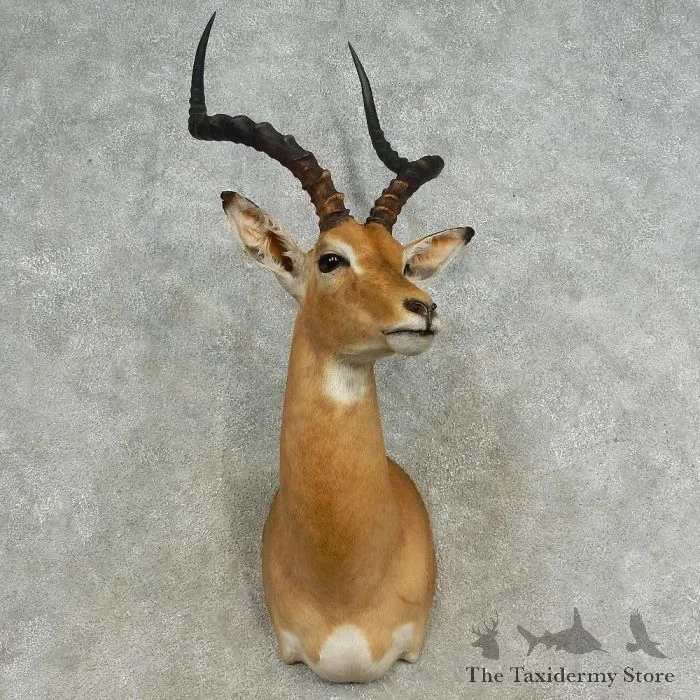 African Impala Taxidermy Shoulder Mount For Sale