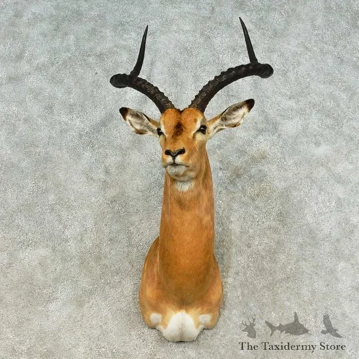 African Impala Taxidermy Shoulder Mount For Sale