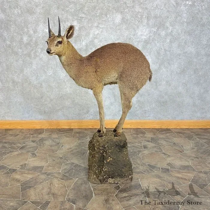 African Klipspringer Life-Size Taxidermy Mount For Sale