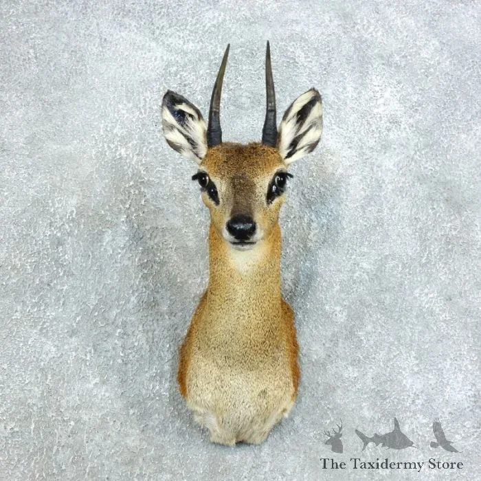 African Klipspringer Taxidermy Shoulder Mount For Sale