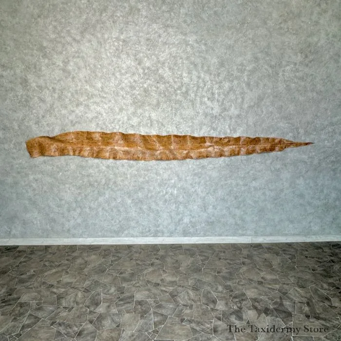 African Rock Python Snake Skin For Sale