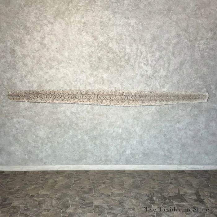 African Rock Python Snake Skin For Sale