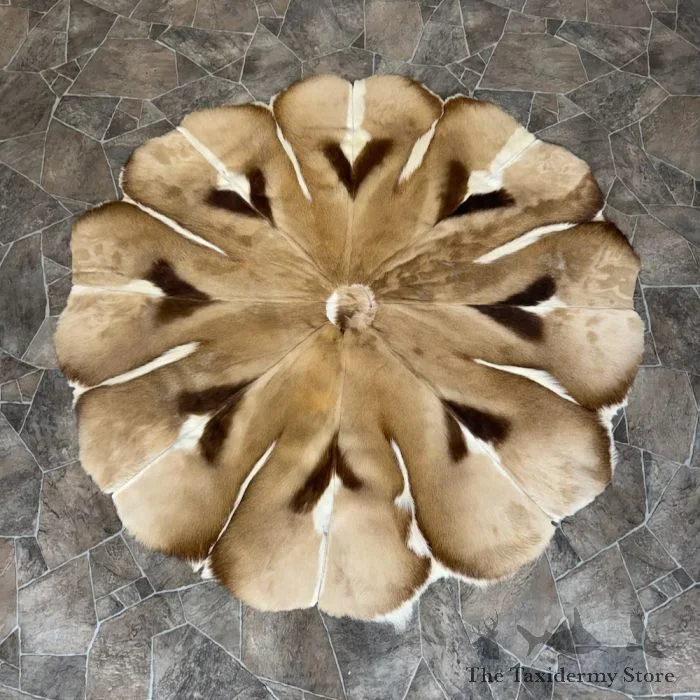 African Springbok Hide Taxidermy Throw For Sale