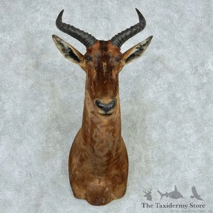 African Tsessebe Shoulder Taxidermy Mount For Sale