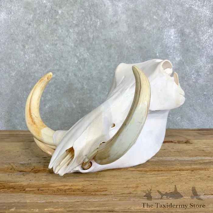 African Warthog Full Skull For Sale