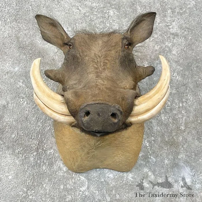 African Warthog Shoulder Taxidermy Mount For Sale