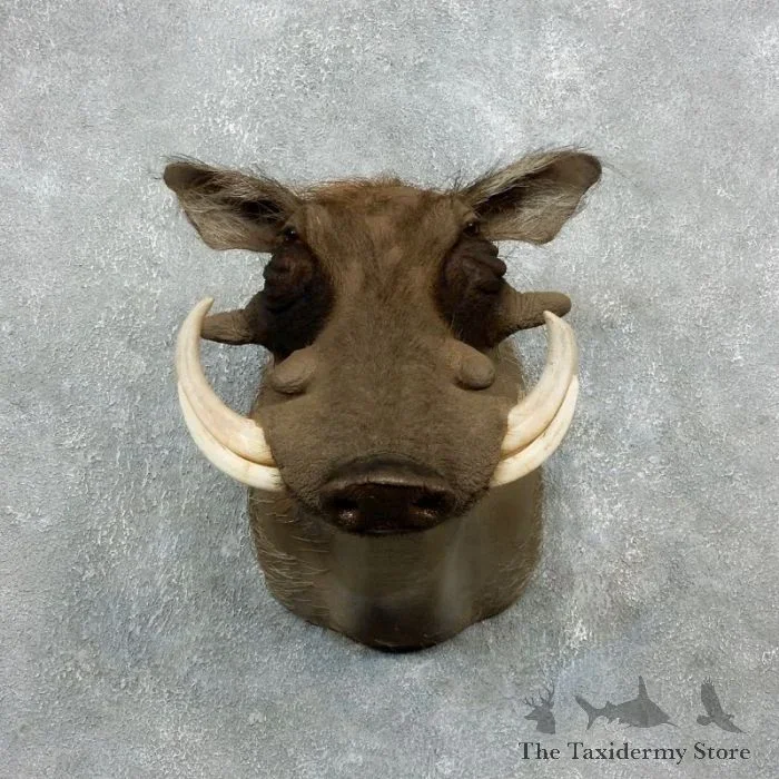 African Warthog Shoulder Taxidermy Mount For Sale