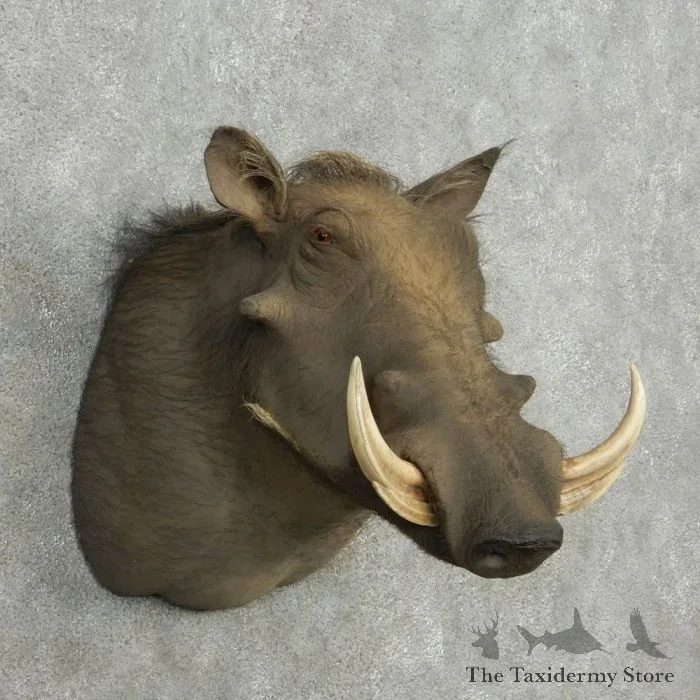African Warthog Shoulder Taxidermy Mount For Sale