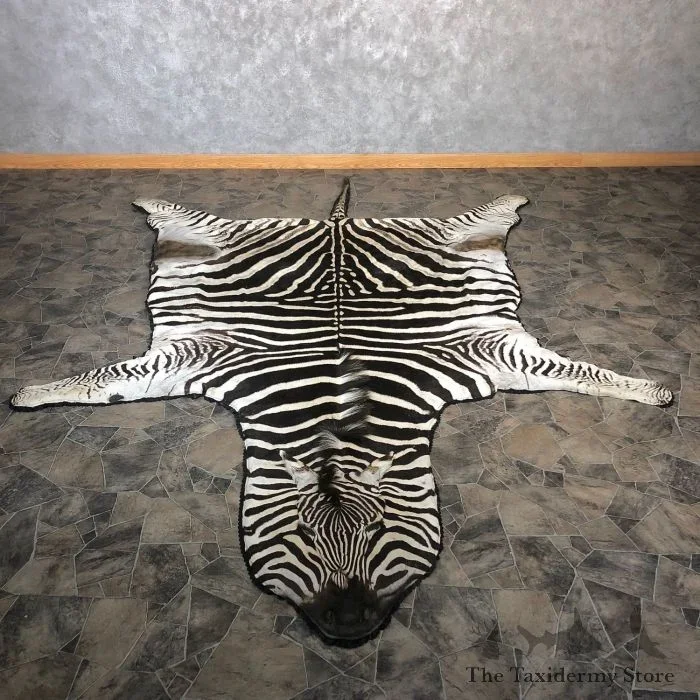 African Zebra Full-Size Taxidermy Rug For Sale