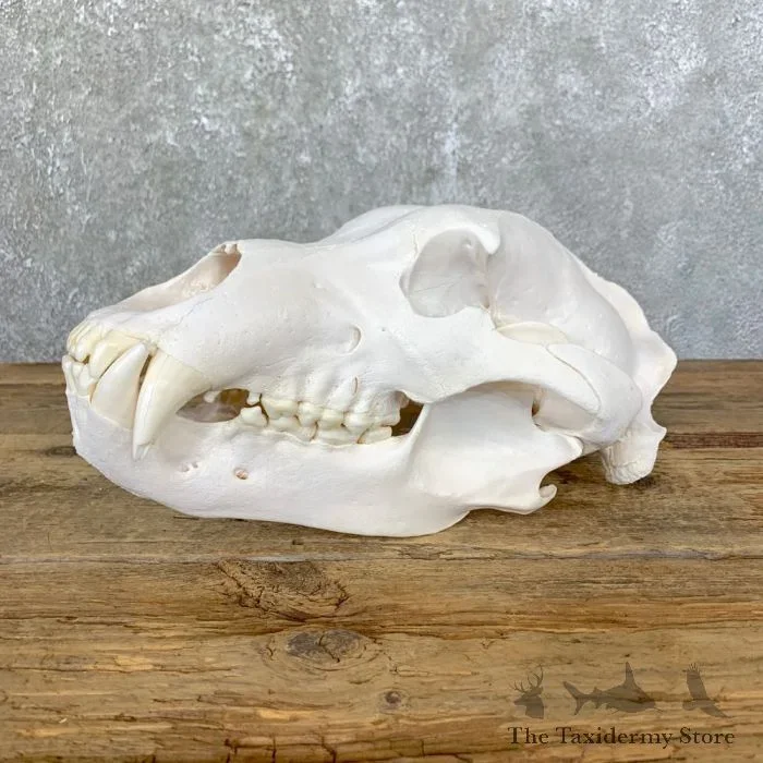 Alaskan Grizzly Bear Full Skull For Sale